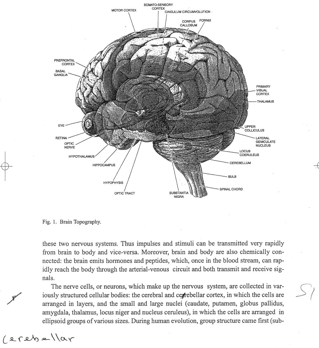 Brain Topography